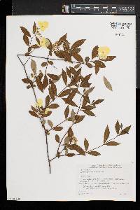 Hydrangea scandens subsp. liukiuensis image