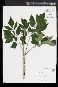 Actaea racemosa image