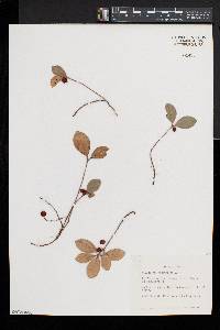 Gaultheria procumbens image