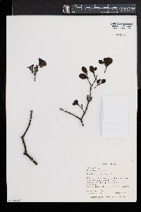 Phoradendron leucarpum subsp. macrophyllum image