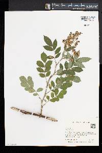 Rosa multiflora image