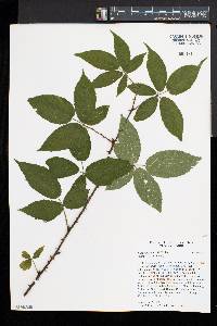 Rubus pugnax image