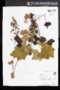 Heuchera americana image