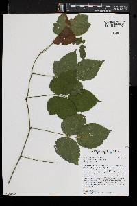 Rubus baileyanus image