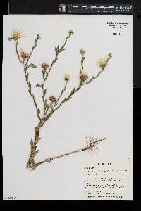 Xanthisma texanum var. drummondii image