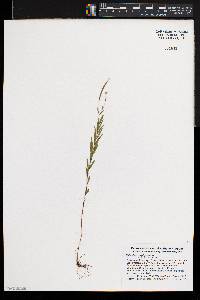 Epilobium leptophyllum image