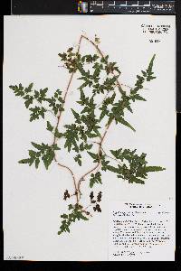 Lygodium japonicum image