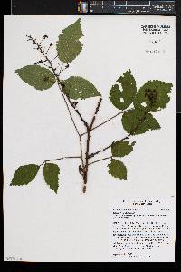 Rubus pugnax image