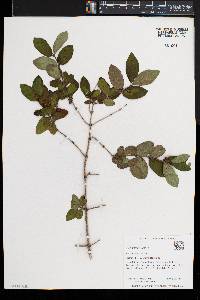 Lonicera morrowii image