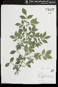 Euonymus alatus image