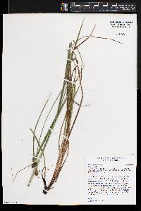 Carex bushii image