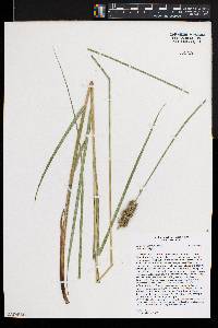 Carex oklahomensis image