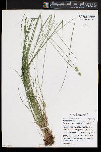 Carex leavenworthii image