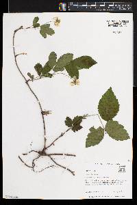 Rubus flagellaris image