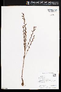 Epifagus virginiana image