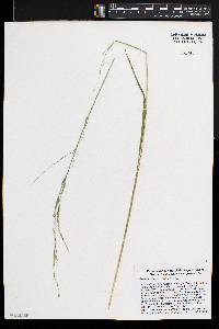 Glyceria septentrionalis image