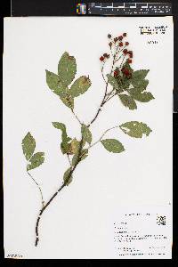 Rosa multiflora image