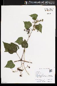 Ampelopsis heterophylla var. vestita image