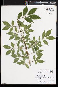 Euonymus alatus image