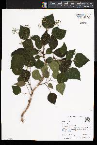 Hedera helix image