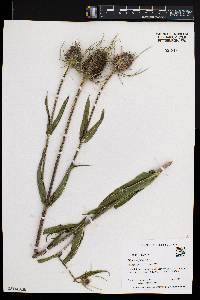 Dipsacus fullonum image