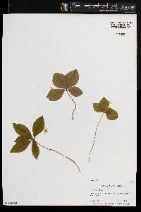 Trientalis latifolia image