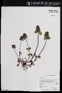 Lamium purpureum image