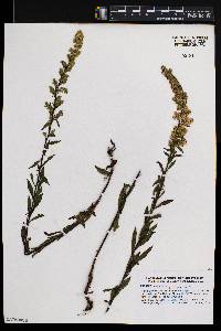 Solidago puberula image