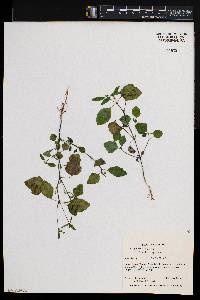 Euphorbia graminea image