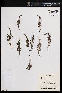 Pteris vittata image