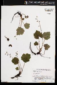 Asimitellaria pauciflora image