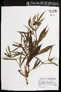 Bidens tripartita image