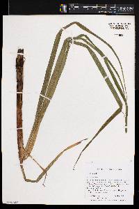 Carex lacustris image