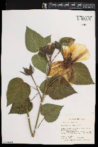 Hibiscus moscheutos image