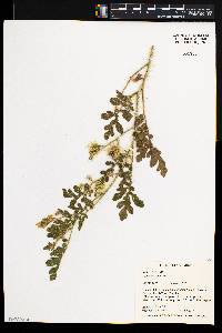 Solanum rostratum image