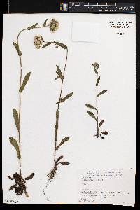 Eschenbachia japonica image
