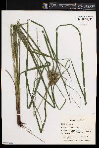 Carex retrorsa image