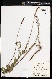 Oenothera curtiflora image