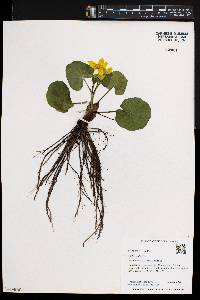 Caltha palustris image