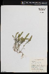 Alyssum desertorum image