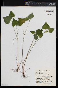 Viola pubescens var. scabriuscula image