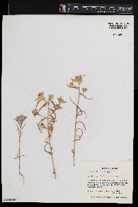 Collomia linearis image