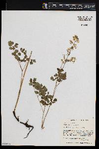 Thalictrum venulosum image