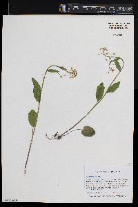 Cardamine bulbosa image