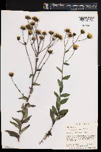 Hieracium umbellatum image