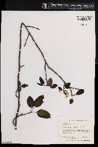 Amelanchier laevis image