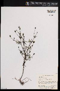 Bidens bipinnata image