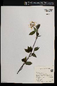 Amelanchier laevis image