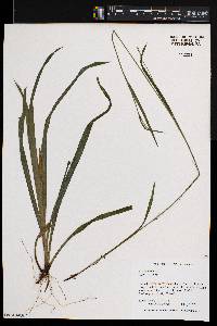 Carex styloflexa image