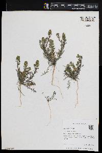 Lepidium lasiocarpum image